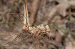 Great plains flatsedge